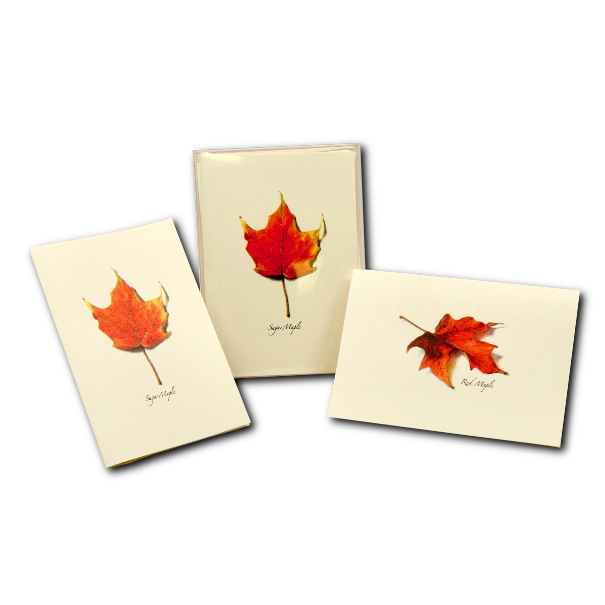Boxed Notecard Assortment Maple Leaf Set of 8