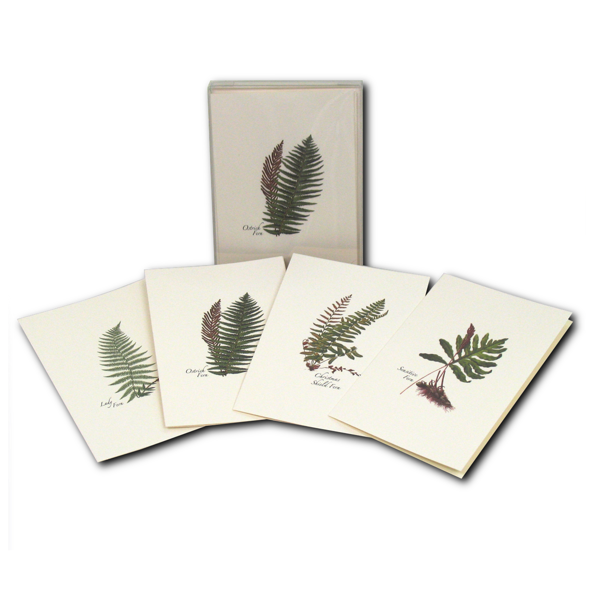 Boxed Notecard Assortment Fern Set of 8