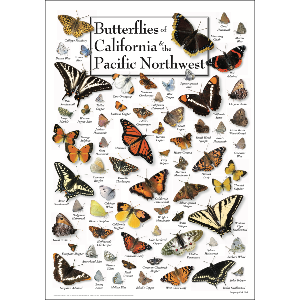 Butterflies California & Pacific Northwest Poster