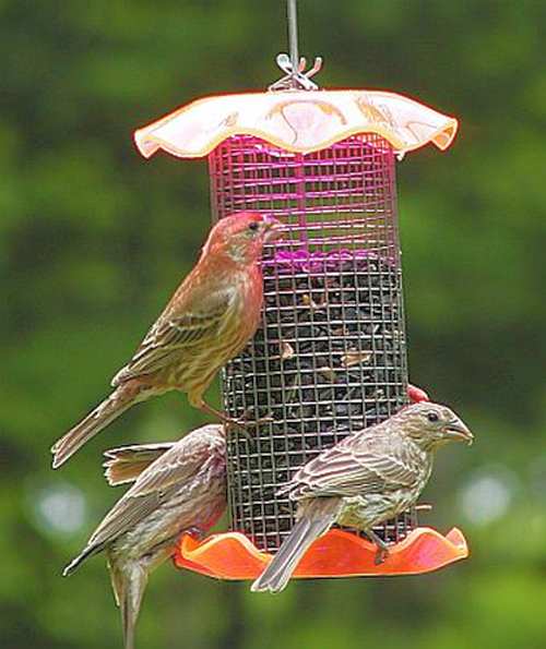 Forever 1 Quart Sunflower Feeder Orange Set of 2