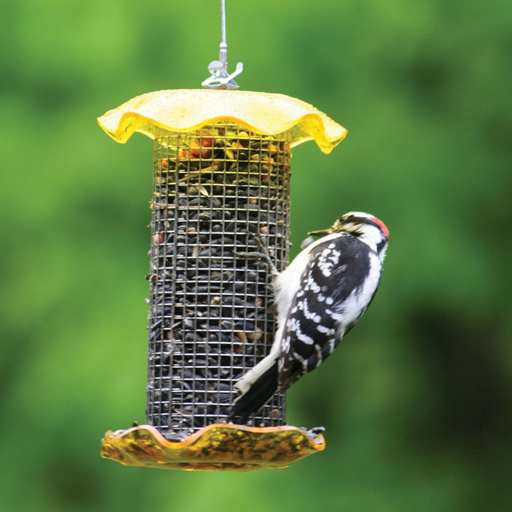 Forever 1 Quart Sunflower Feeder Yellow Set of 2