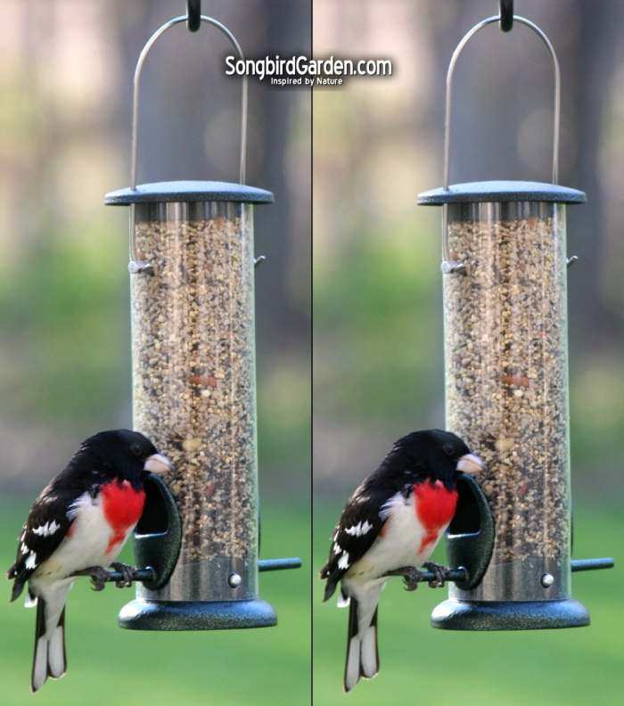 Economy Seed Tube Feeder 8