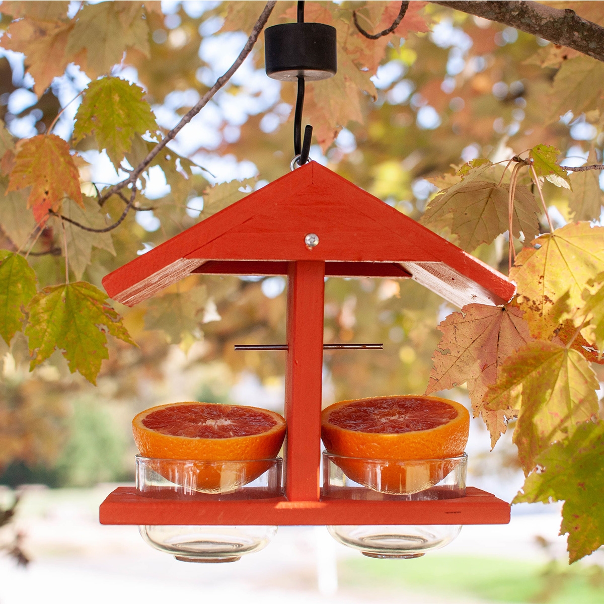 Orange Double Fruit and Jelly Feeder