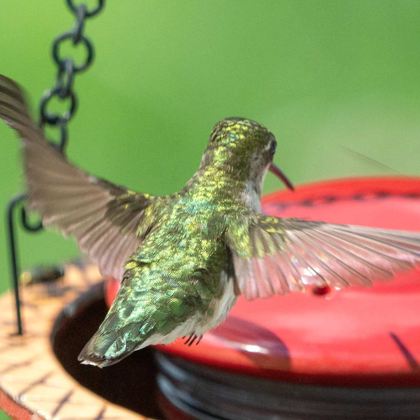 Alcyon Hummingbird Feeder w/Hanging Birdbath Red