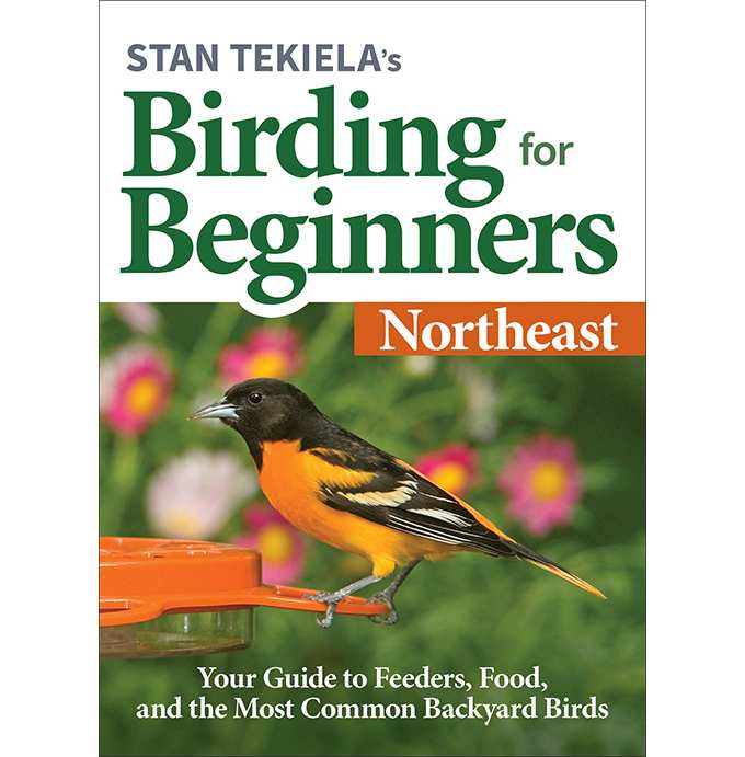 Birding For Beginners Guide Northeast