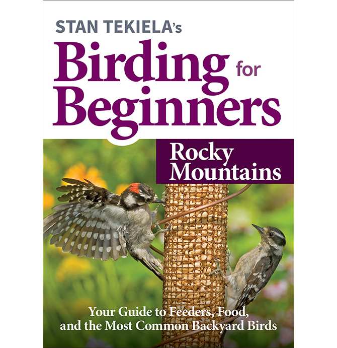 Birding For Beginners Guide Rocky Mountains