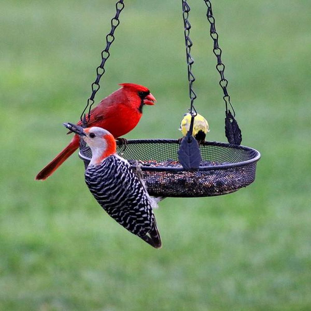 Songbird Hanging Tray Feeder