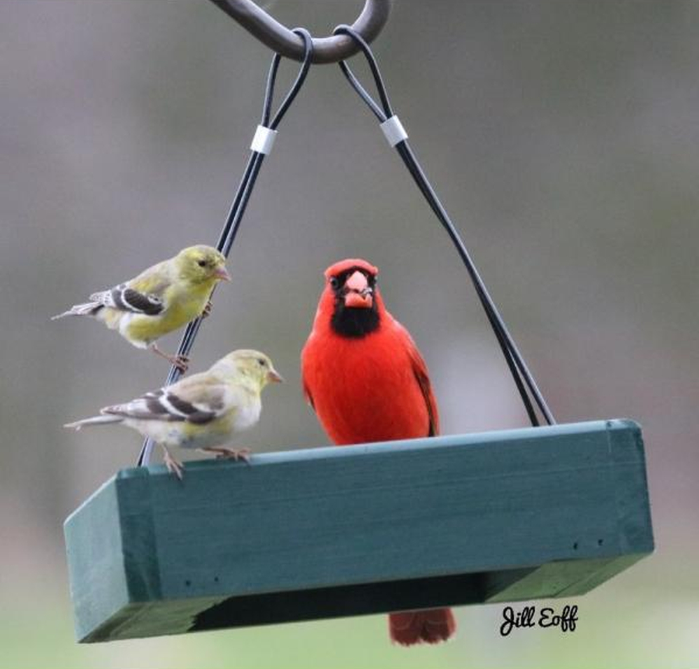 Petite Hanging Tray Feeder Green