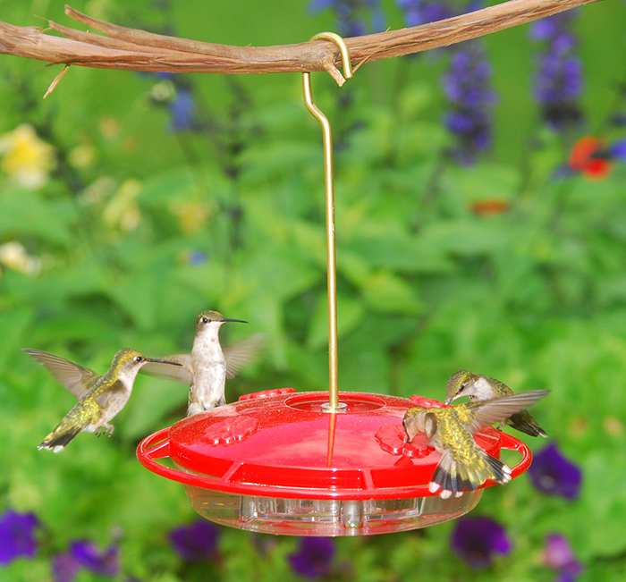Aspects Hummzinger Ultra 12 Oz Hummingbird Feeder Saucer Dish