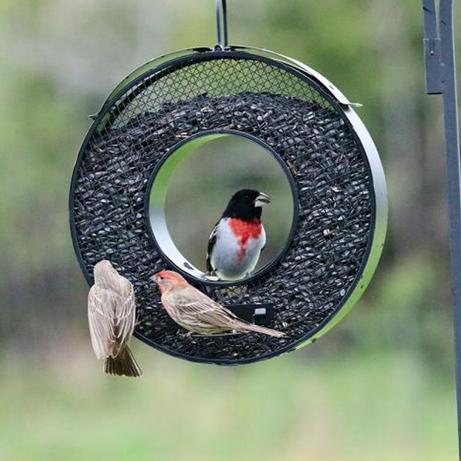 Black Circle Mesh Fly-Through Feeder