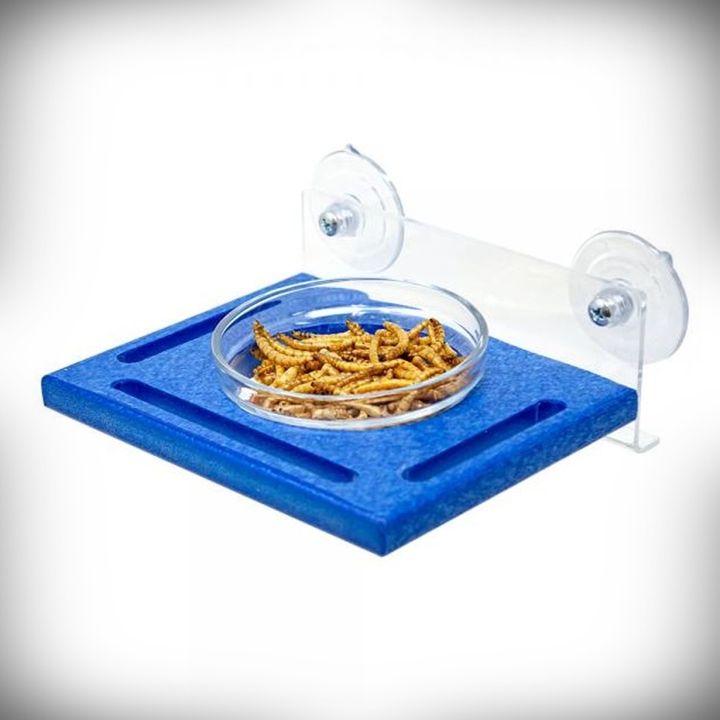 Recycled Poly Blue Window Mealworm Feeder