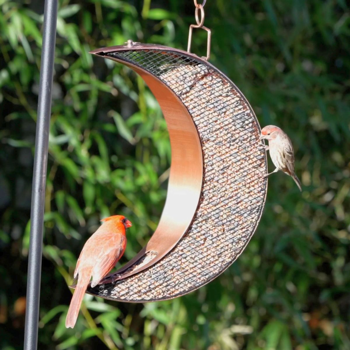 Crescent Moon Mesh Bird Feeder Copper