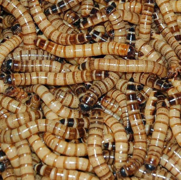 Freshinsects Live Mealworms Organically Grown Large 500 Count 