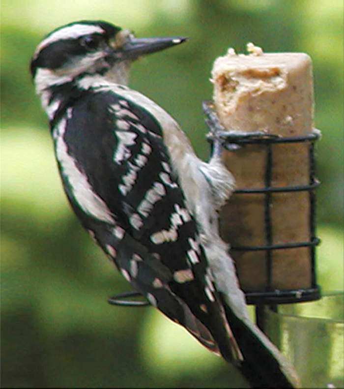 Choice Peanut Suet Log 48/Pack