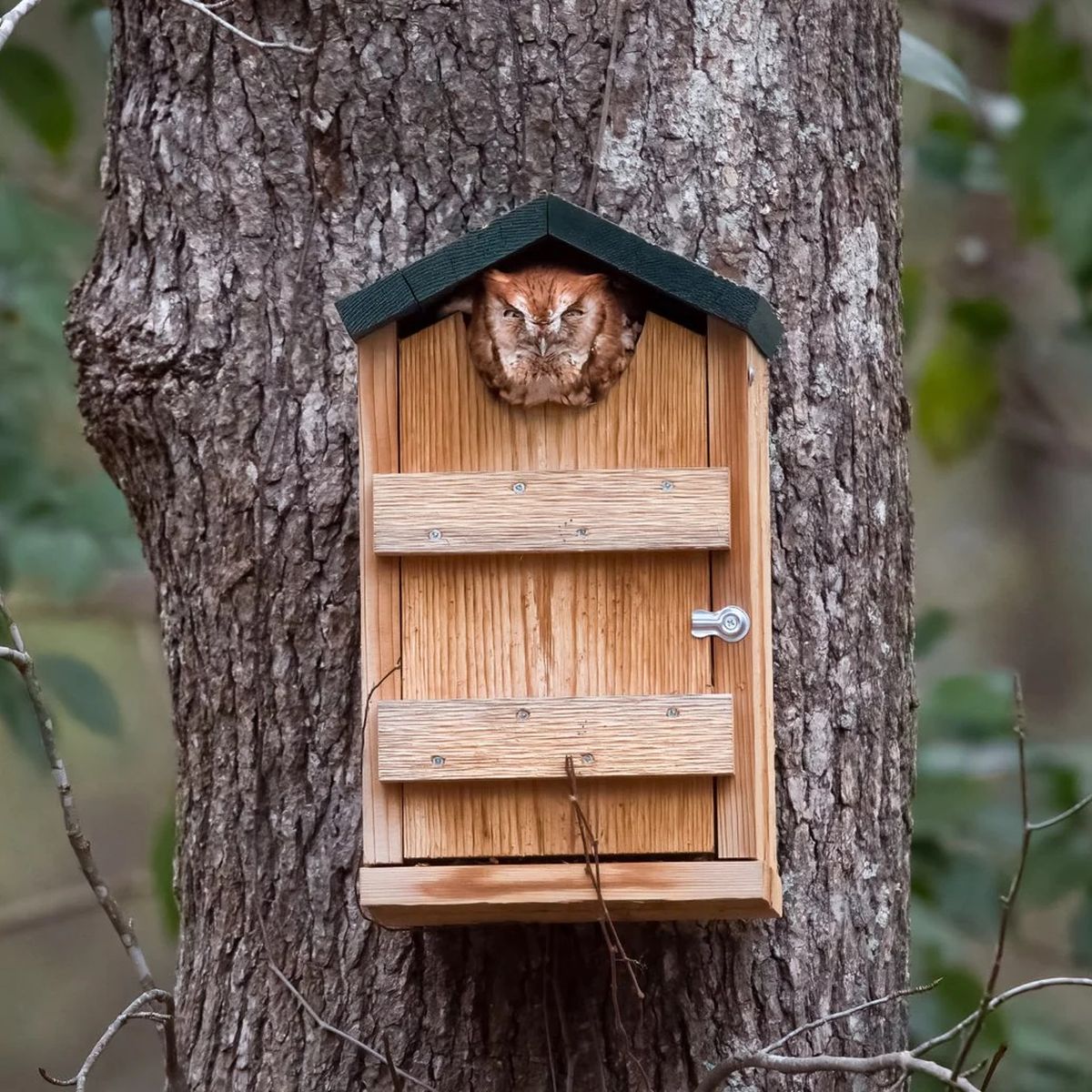 Looker Screech Owl/Kestrel House
