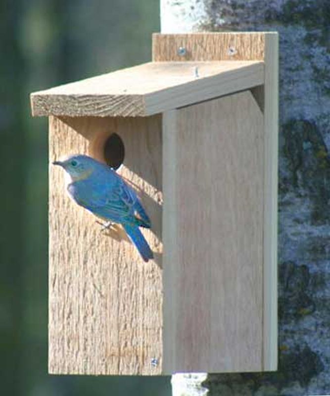 Looker View Thru Bluebird House