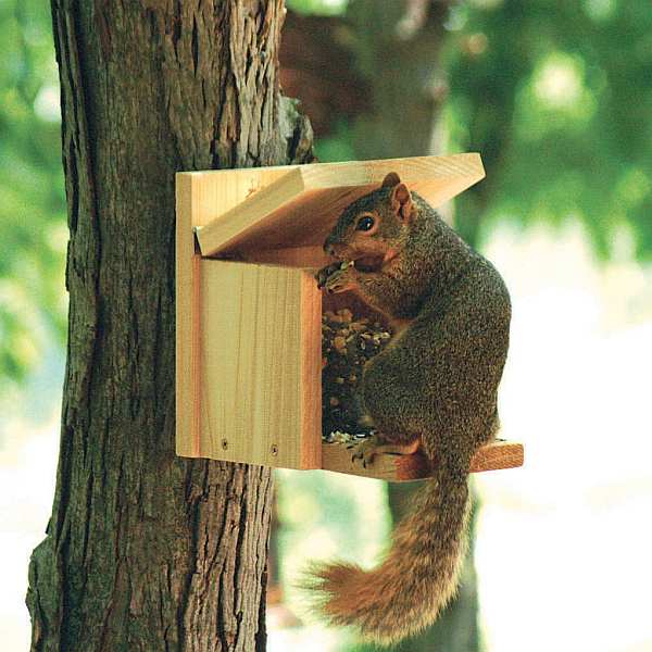 Squirrel Munch Box