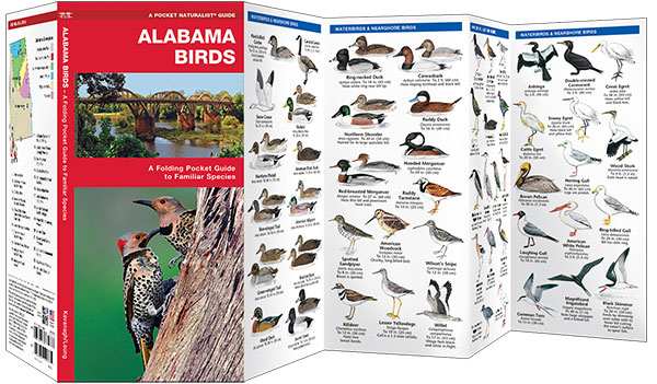 Alabama Birds Pocket Naturalist Guide