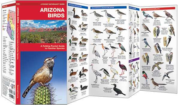 Arizona Birds Pocket Naturalist Guide