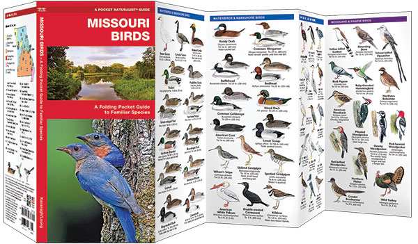 Missouri Birds Pocket Naturalist Guide