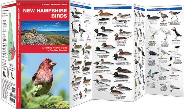 New Hampshire Birds Pocket Naturalist Guide