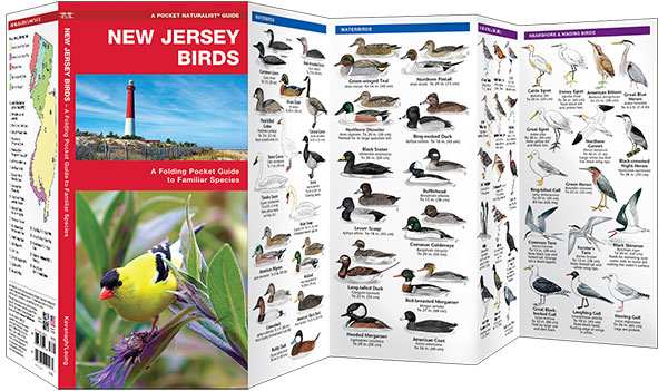 New Jersey Birds Pocket Naturalist Guide