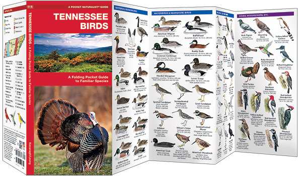 Tennessee Birds Pocket Naturalist Guide