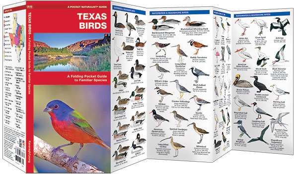 Texas Birds Pocket Naturalist Guide