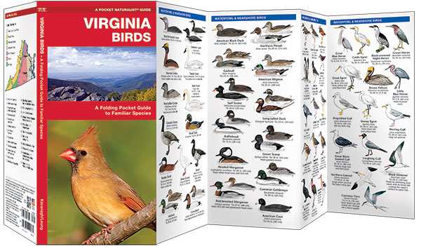 Virginia Birds Pocket Naturalist Guide