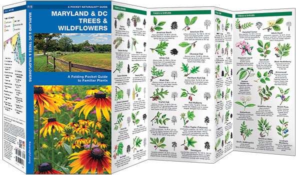 Maryland & DC Trees & Wildflowers Naturalist Guide