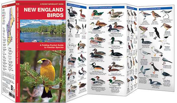 New England Birds Pocket Naturalist Guide