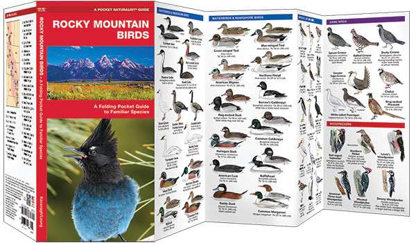 Rocky Mountain Birds Pocket Naturalist Guide