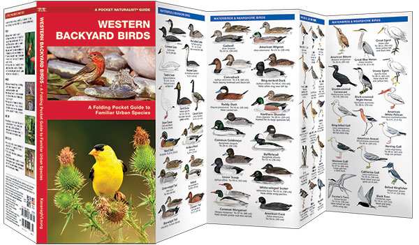 Western Backyard Birds Pocket Naturalist Guide