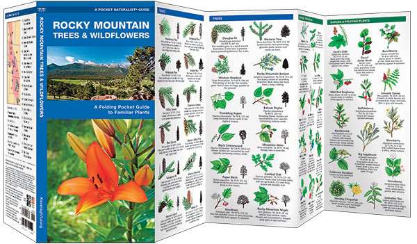 Rocky Mountain Trees & Wildflower Naturalist Guide