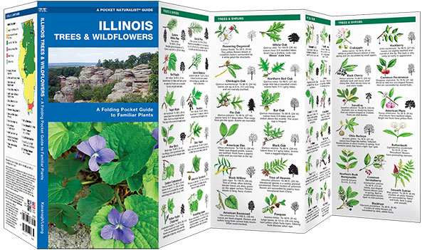 Illinois Trees & Wildflowers Naturalist Guide