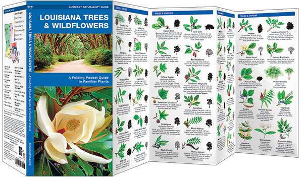 Louisiana Trees & Wildflowers Naturalist Guide