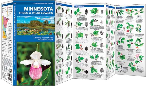 Minnesota Trees & Wildflowers Naturalist Guide