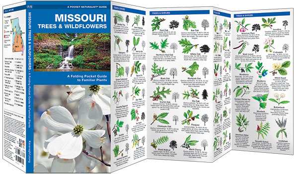 Missouri Trees & Wildflowers Naturalist Guide