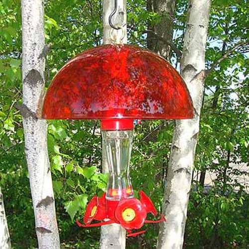 Four Fountain 8 Ounce Hummingbird Feeder Dome Hummingbird