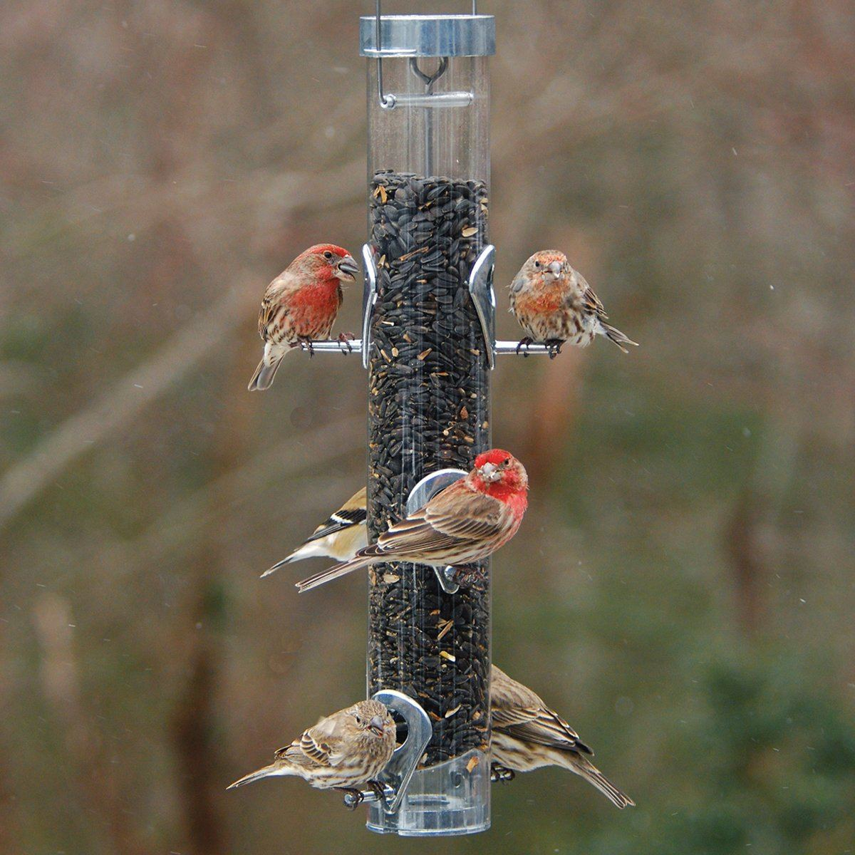 Droll Yankees Classic Sunflower Feeder w/Ring Pull