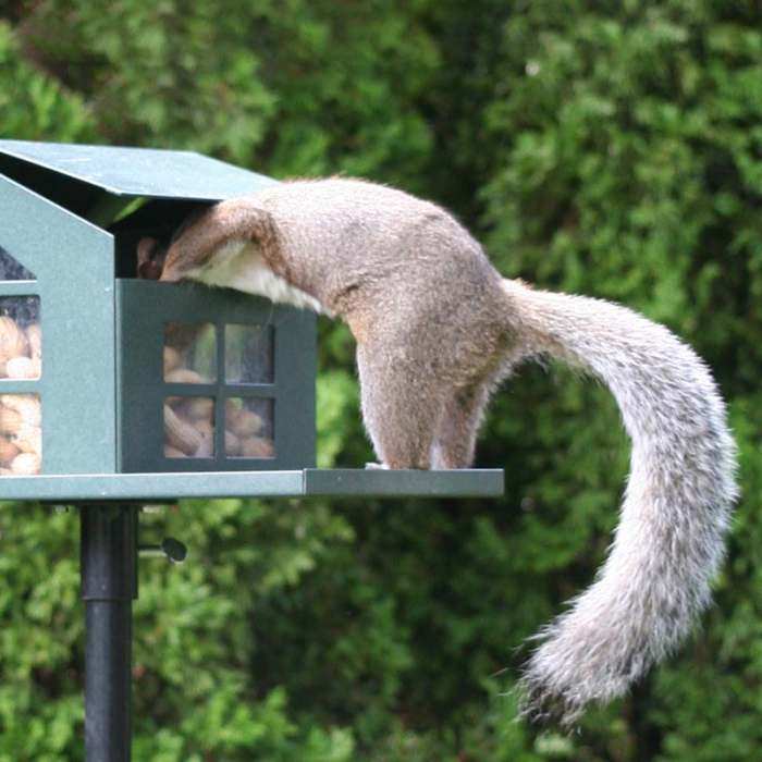Food Pantry Metal Squirrel Feeder Handcrafted Metal Squirrel