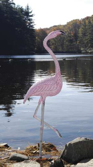 Waders Collection American Flamingo