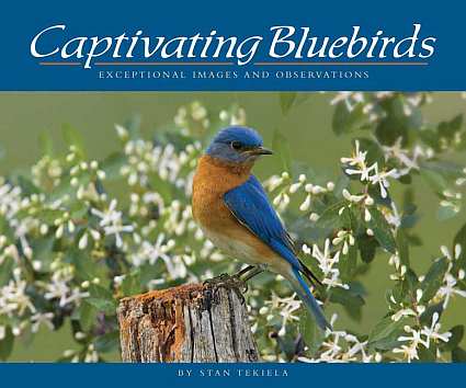 Captivating Bluebirds