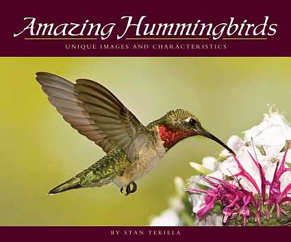 Amazing Hummingbirds