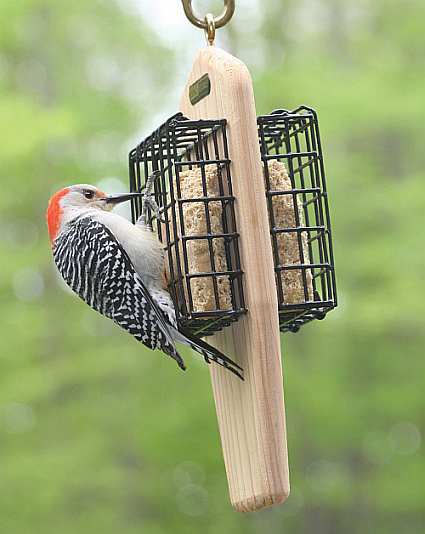 Wood Country Double Cake Hanging Suet Feeder Hanging Suet Bird