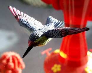 Hummingbird Fly Through Window Magnet