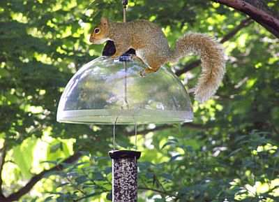 Droll Yankees Onyx Clever Clean Squirrel Guard Clever Clean