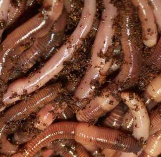 from 'Oxford-WORMS' 100g Wormery Compost Worms fishing worms LIVE BAIT