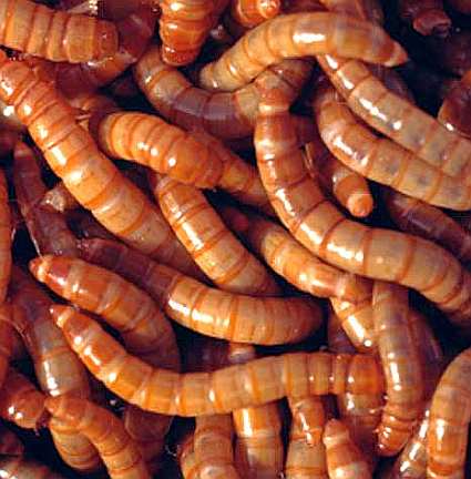 1000 Giant Mealworms Live Free Shipping 