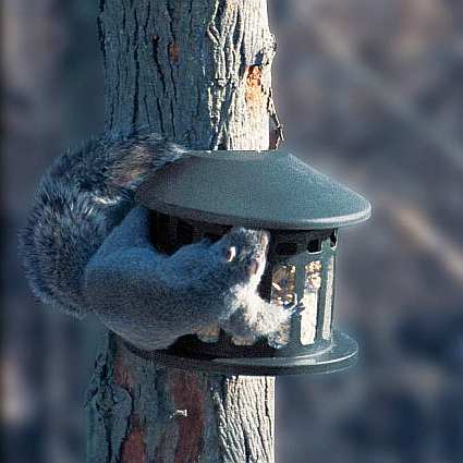 Squirrel Diner 2 Squirrel Feeder